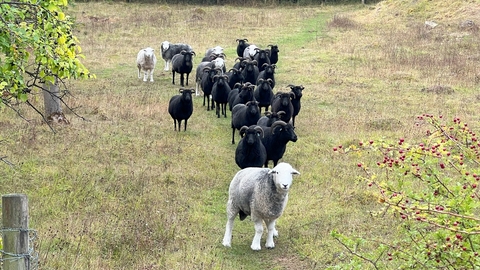 Sheep in a grassy field
