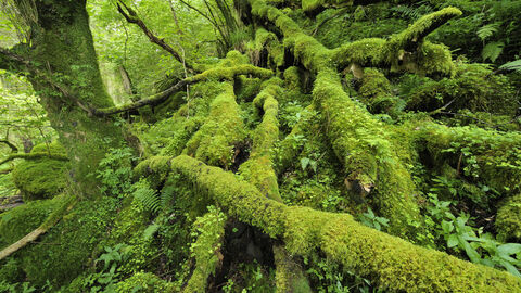 A forest floor covered in fallen logs and trees, which are covered in moss