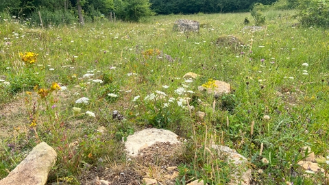 A rocky and grassy area, surrounded by trees and scrub