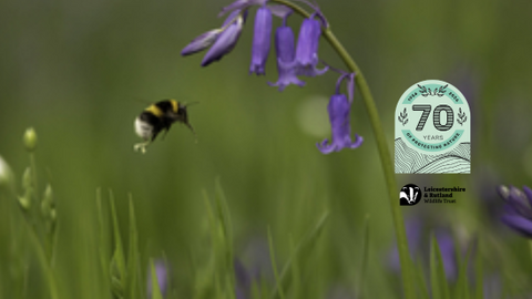 Bluebell John Awkins