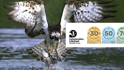 Osprey fishing at Rutland Water with anniversary logos