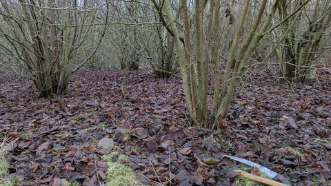 coppicing