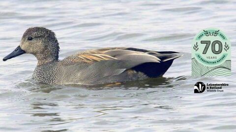 Gadwall