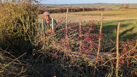 Hedge Laying at Halstead Hill Farm 