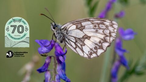 Marbled White - Joshua Copping