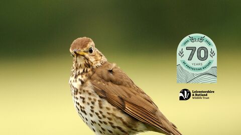 A Mistle Thrush looking at the camera, with the 70 year anniversary logo and the Leicestershire & Rutland Wildlife Trust logo on top of the photo.