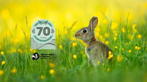 Rabbit - Jon Hawkins