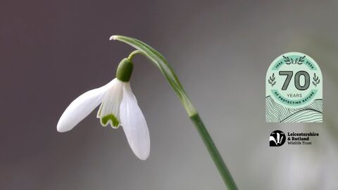 – Snowdrop Spectacular 