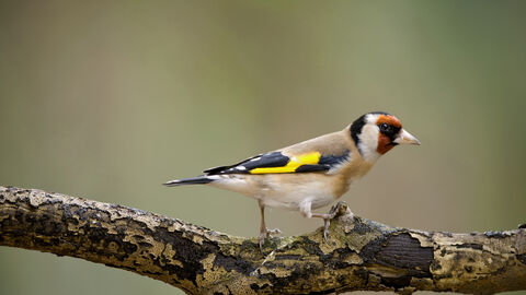 Neil Aldridge Goldfinch