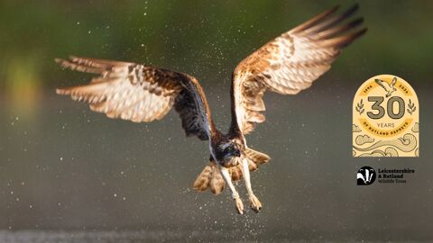 Osprey wide wings - Peter Cairns