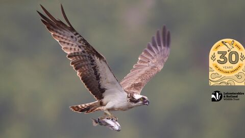 Osprey with fish - Peter Cairns