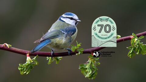 Blue Tit - Bob Coyle