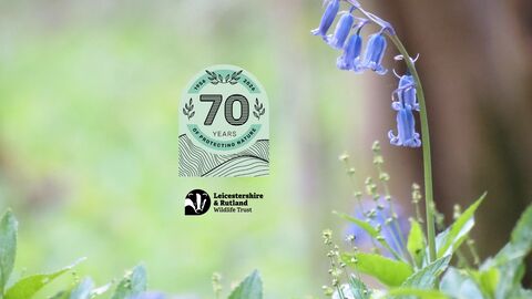 Bluebell - Catherine Williamson