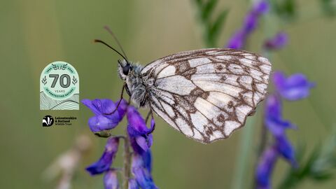 Marbled white 
