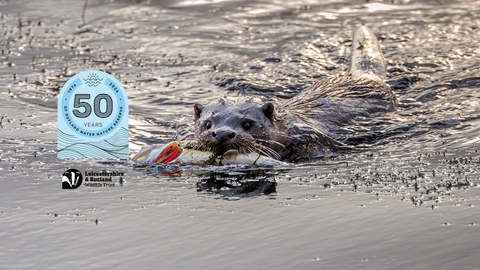 Otter swimming with fish 