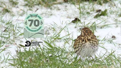 Song Thrush - Vaughn Matthews