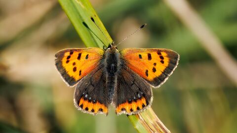 Small Copper Butterfly with wings out on grass