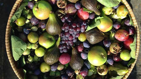 Autumnal Fruits Photo credit: Chris Stoate