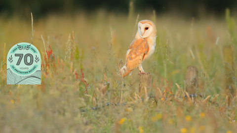 Barn Owl 1