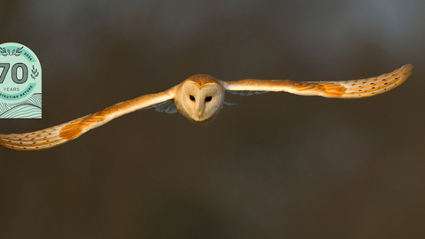 Barn Owl 2