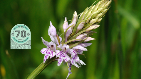Common Spotted Orchid 