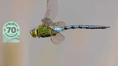 Emporer - Jon Hawkins