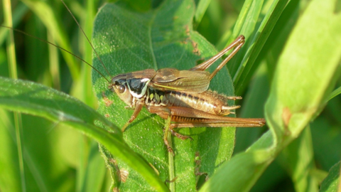 Grassland Photo credit: Chris Stoate