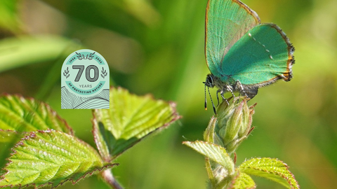 Green Hair Streak  LRWT