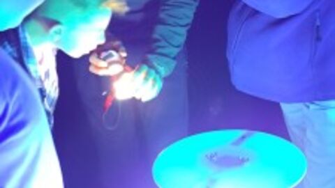 Moth Night - Jo Taylor