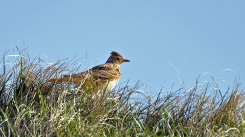 Solstice Stroll Photo credit: Peter Thompson