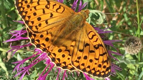 Dark green fritillary credit to Anthony Biddle