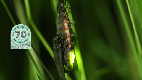 Glow Worm Tim Sexton