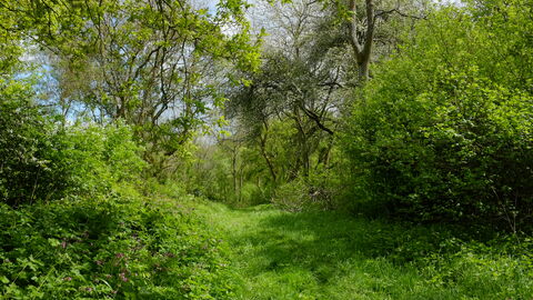A lush green woodland in springtime, with a grassy ride cutting through the centre. Blue skies can be seen between the trees, and small pink flowers peak through the dense shrubbery which lies on both sides of the border of the ride.