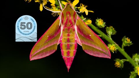 Moth - Elephant Hawkmoth - Donald Sutherland 