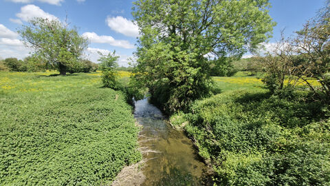 A river cuts through the centre of a verdant grassland, the sun shining to reveal rocks and plant life at the bottom of its waters. The skies are bright and blue with few clouds, and the fields host a variety of brush, tree, and a plethora of small yellow flowers which dominate the landscape. Trees and hedgerow in the far distance line the boundaries of the grassland.