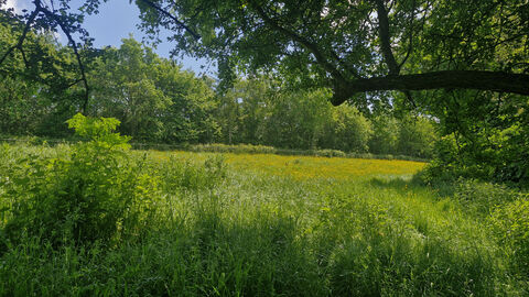A verdant green field bursting with a plethora of plant life. The grassland is dominated by small yellow flowers under blue skies. Part of a tree comes into view from the righthand side of the photo, framing the field beyond. Sunlight bathes the view in a golden glow. A wooden fence can be seen in the distance, stretching across the entire length of the photo, and is lined with trees and more plant life.