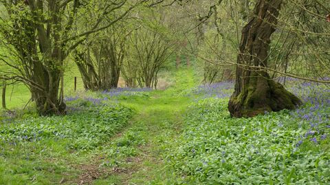 Woodland bathed in green, with a dirt track running through the centre of the woodland. Carpets of Bluebells and Wild Garlic are on either side of the track. A barbed wire fence is to the left past the trees, with grassland beyond, just out of frame.