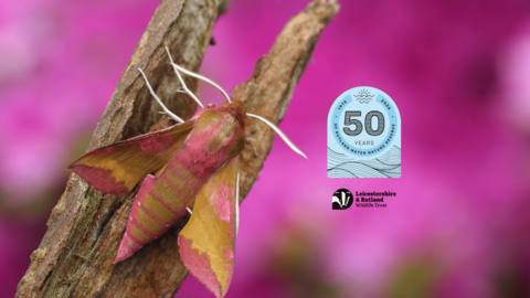 Elephant Hawk Moth 