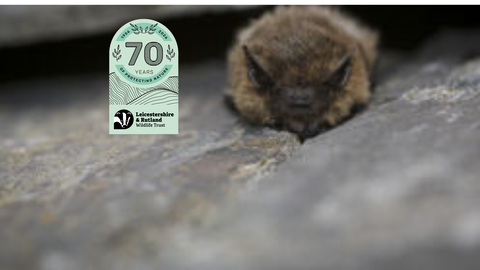 Common pipistrelle (c) Tom Marshall-15