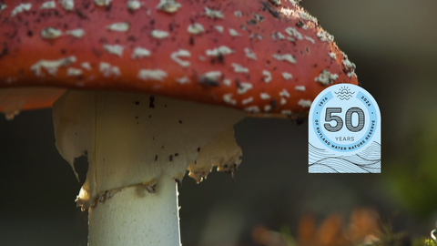 Caption: Fly Agaric RW  Credit: Neil Alridge 
