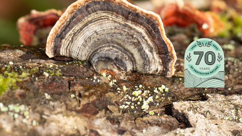 Caption: Turkeytail fungus closeup 3 - Coed Crafnant  Credit: Ben Porter (Nov 2022)- HIGH RES