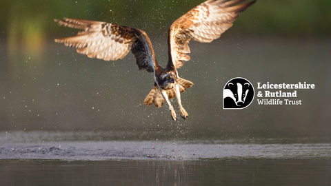 Osprey 