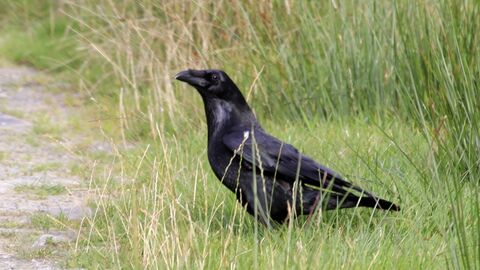 Raven