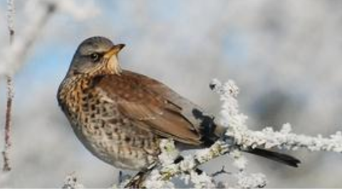 NatureSpot: John Cranfield, Stanford Reservoir, 07 December 2010