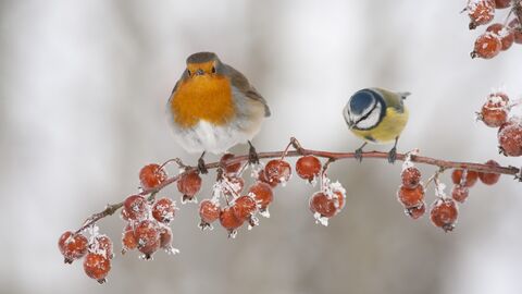 Birds