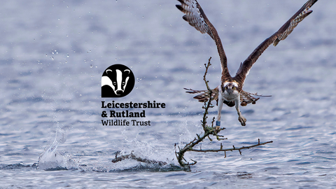 Osprey 