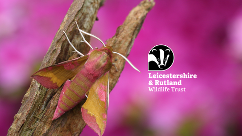 Elephant Hawk Moth 