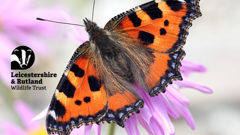 Small Tortoiseshell 