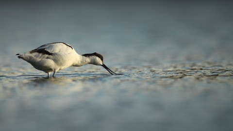 Avocet