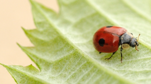 2-spot ladybird (c) Amy Lewis